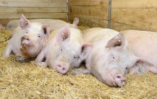3 Schweizer Edelschweine liegen im Wartestall